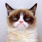 I Gatti Piu Belli Web Social Instagram Facebook Followers Like Pagine Seguaci Internet Grumpy Cat