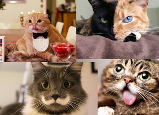 I gatti più belli, famosi sul web grazie ai social I Gatti Piu Belli Web Social Instagram Facebook Followers Like Pagine Seguaci Internet Hamilton Gatto Hipster Espressioni