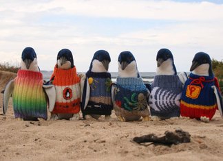 Maglioni per pinguini, un aiuto per l’Australia Maglioni Per Pinguini Aiuto Australia Tragedia Mare Fuoriuscita Petrolio Nuova Zelanda Disastro