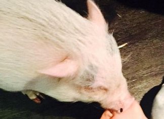 Miley Cyrus hot, colpi di testa o delusione d’amore?