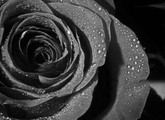 L’incantevole rosa nera di Halfeti in Turchia rosa-nera-black