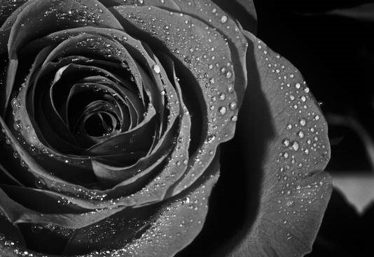 L’incantevole rosa nera di Halfeti in Turchia rosa-nera-black